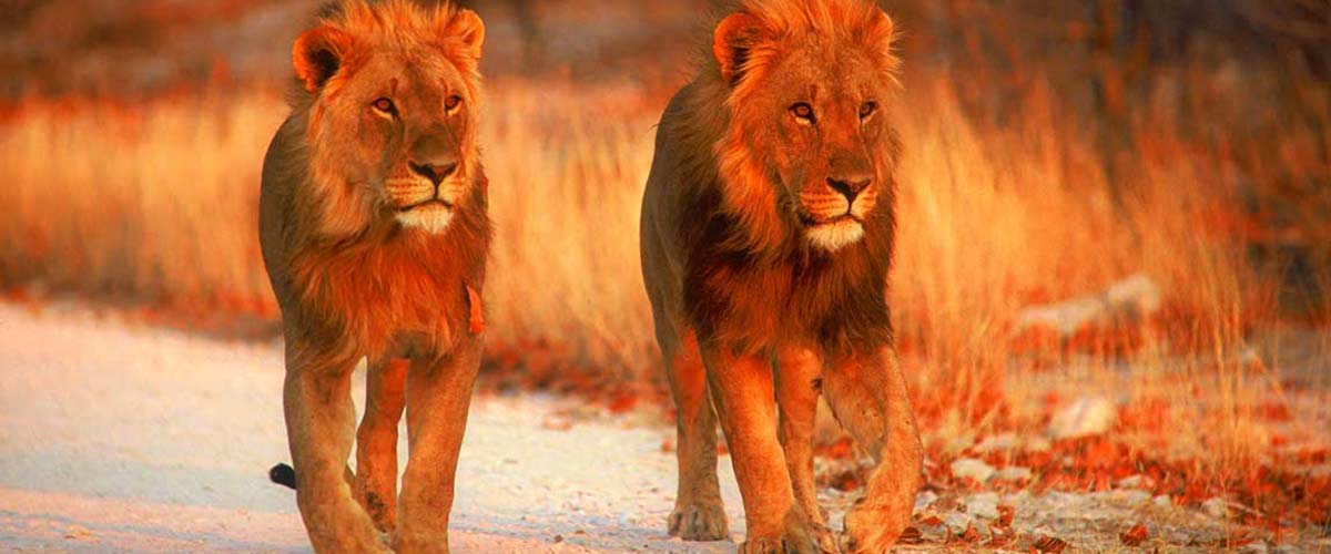 lions