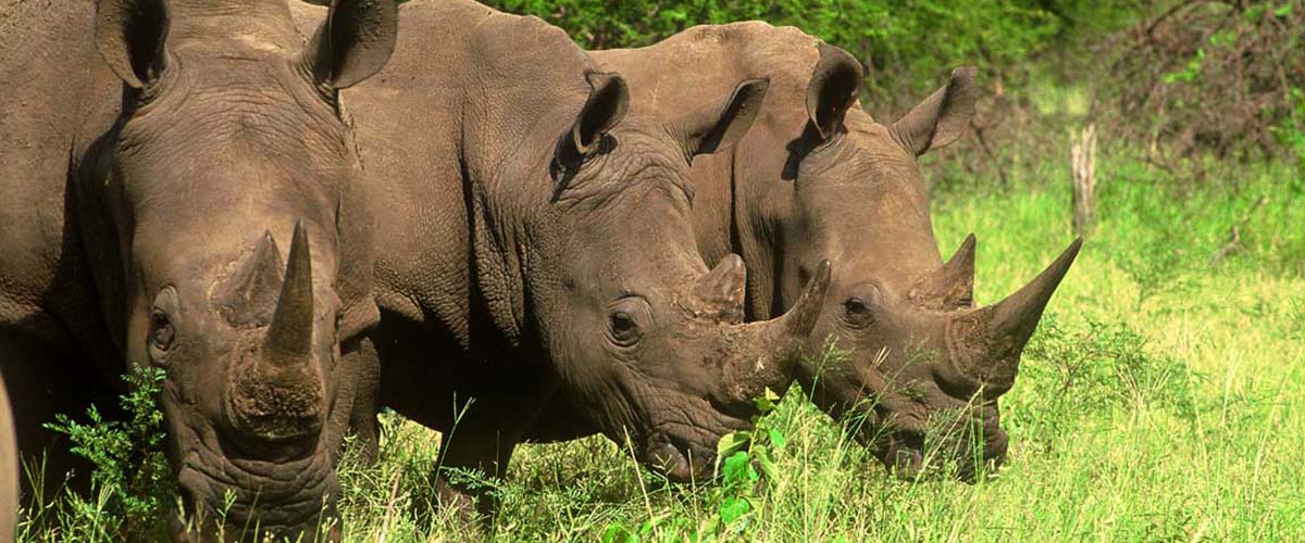 photo of rhinocerous