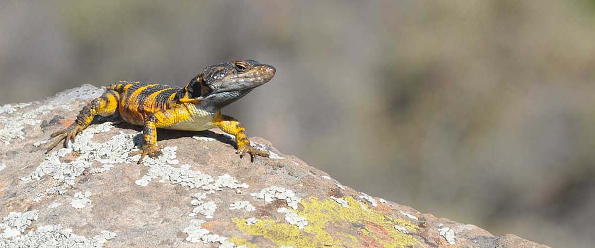photo of Cape Crag Lizard