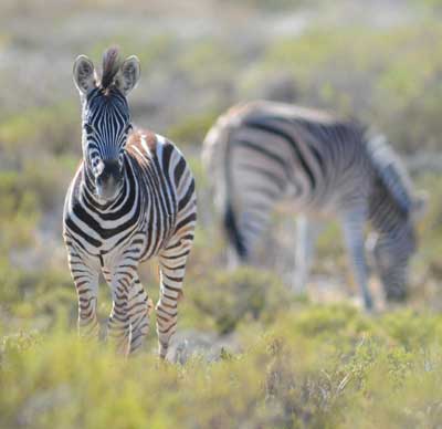 photo of zebras