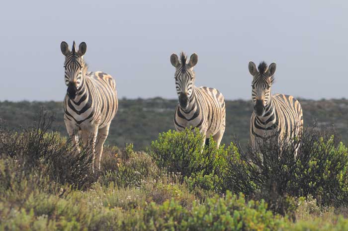 photo of zebras