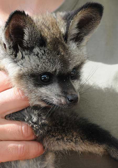 photo of bat eared fox baby