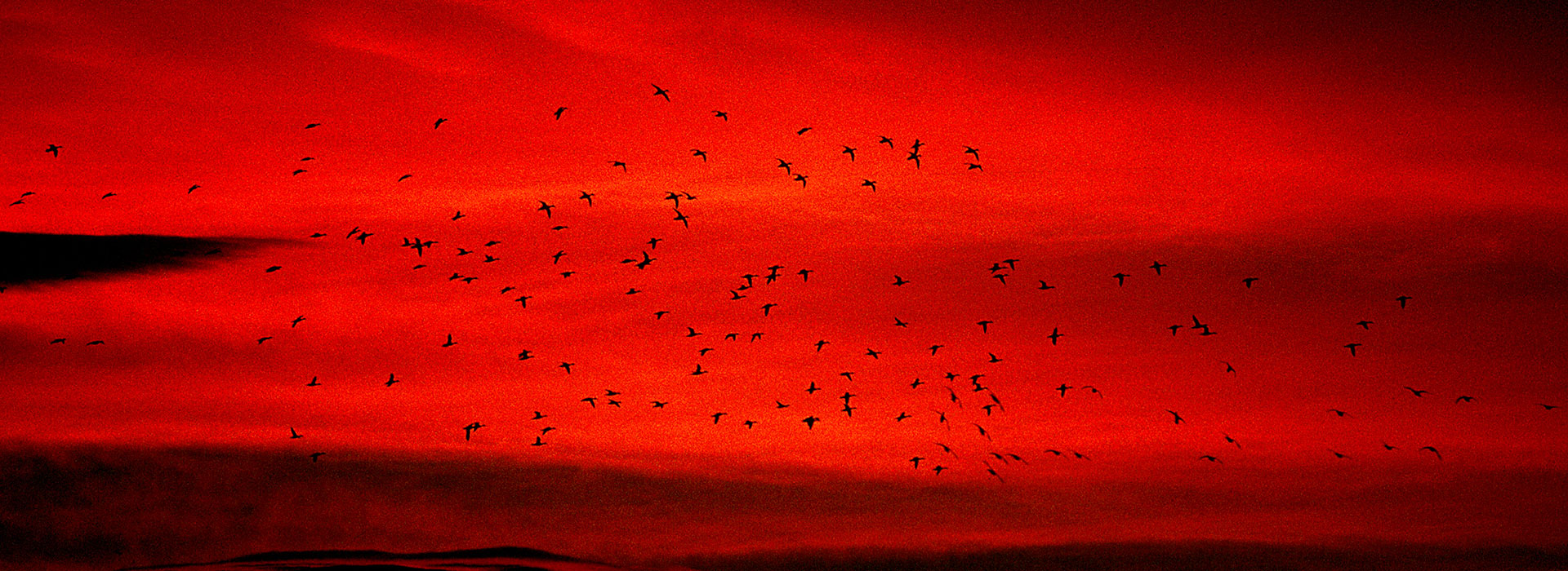 photo of birds at sunset