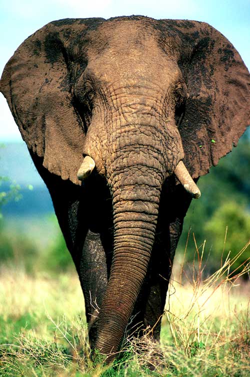 photo pf elephant