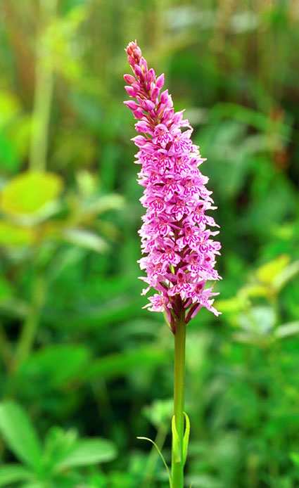 photo of flower in the oasis gardens